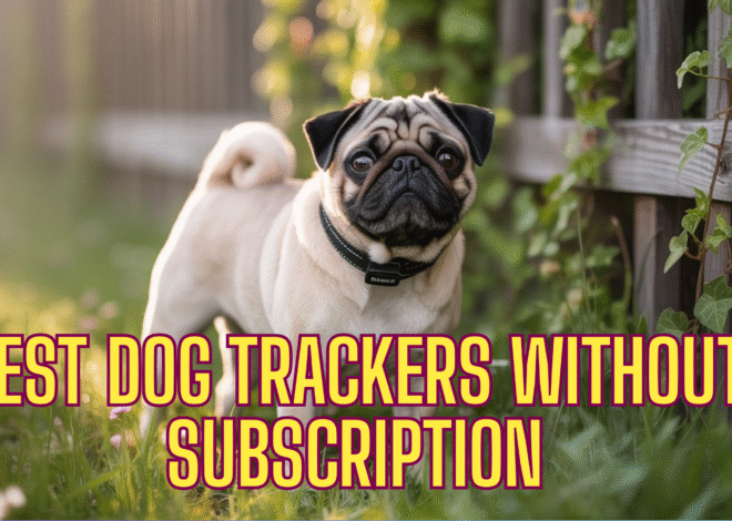The Best Dog Tracker Without Subscription Fees