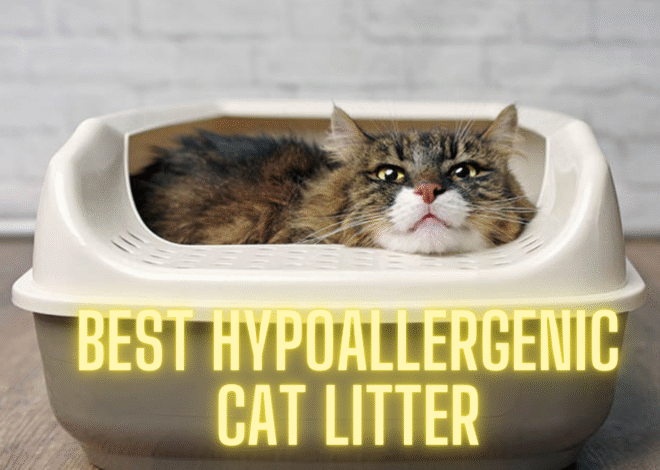 The Ultimate Guide to Hypoallergenic Cat Litter: Breathe Easy, Live Better