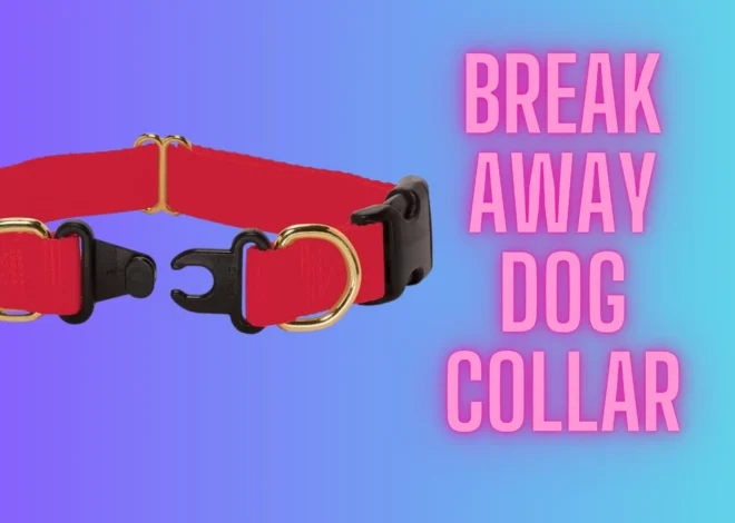 Why Every Dog Owner Should Consider a Break Away Collar