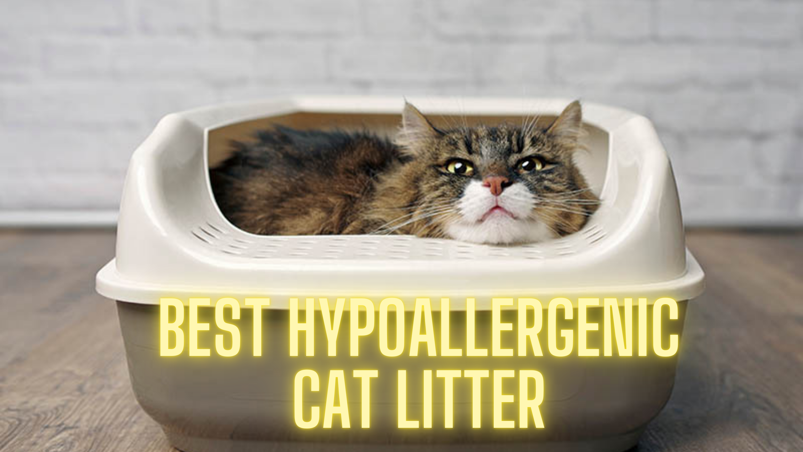 The Ultimate Guide to Hypoallergenic Cat Litter: Breathe Easy, Live Better