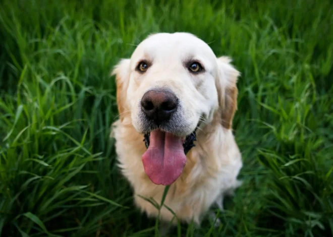Herbs Good for Dogs: Natural Remedies for Health and Happiness
