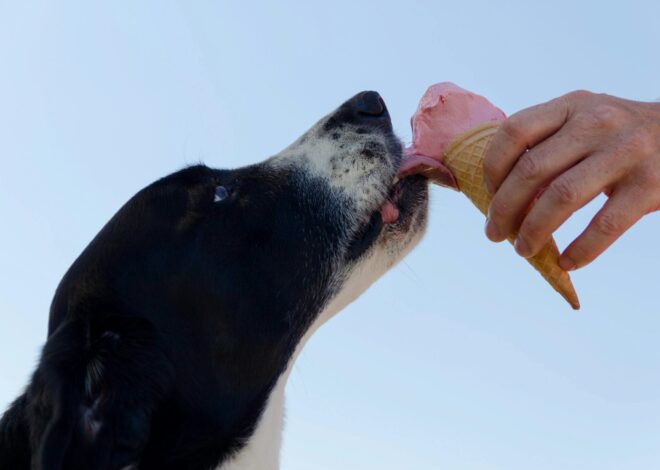 3 Vet-Approved Homemade Dog Food Recipes