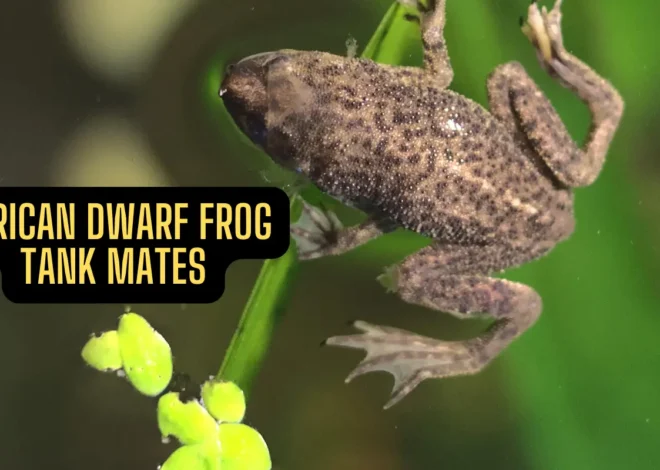 African Dwarf Frog Tank Mates: Complete 2025 Compatibility Guide