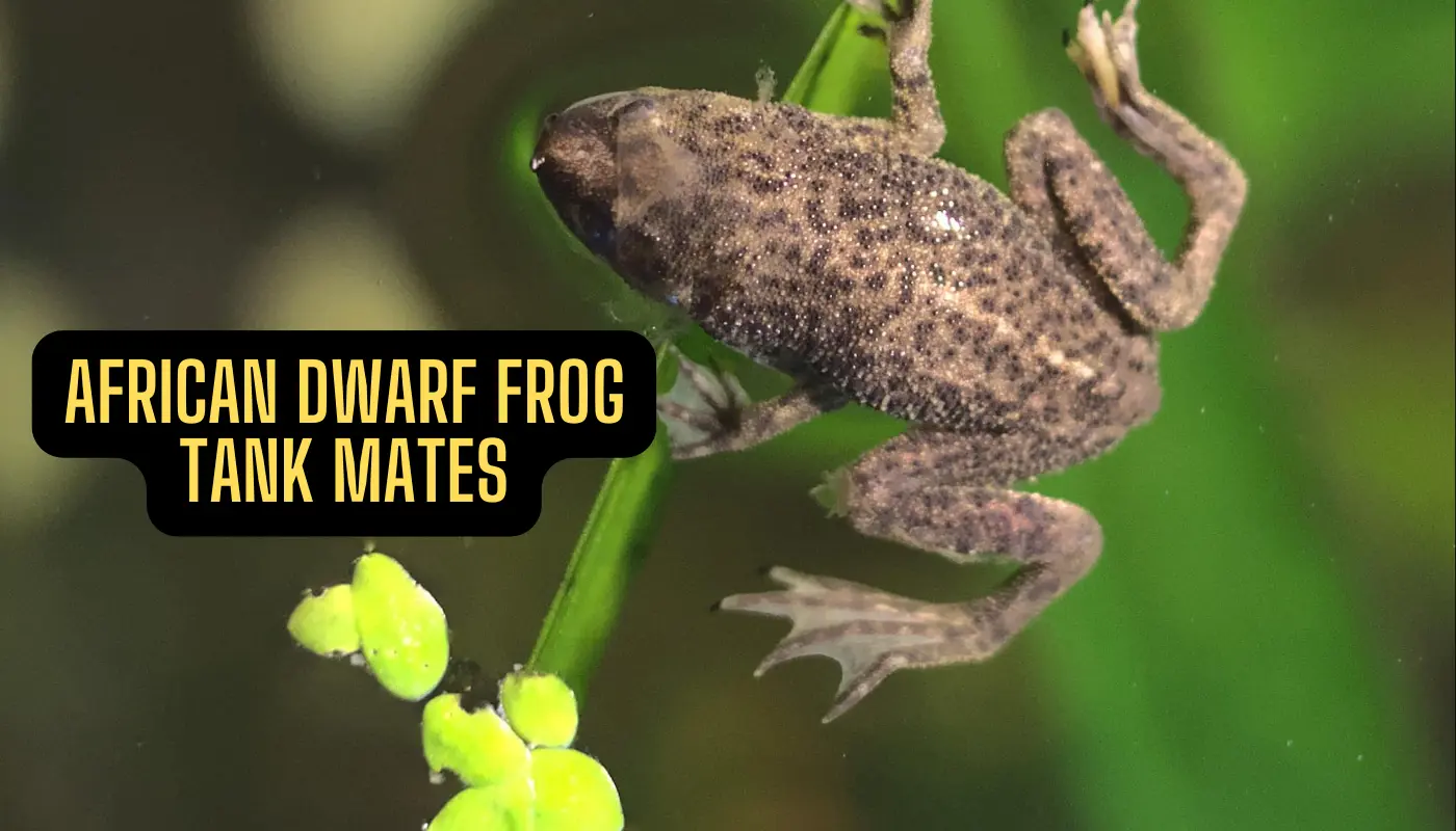 African Dwarf Frog Tank Mates: Complete 2025 Compatibility Guide