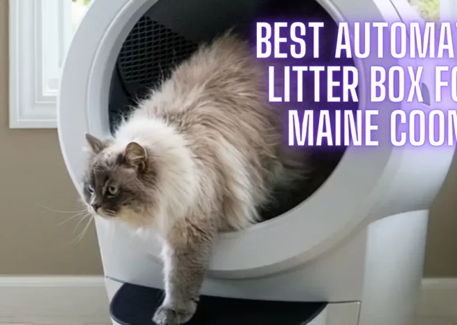 Best Automatic Litter Box for Maine Coon: 2025 Expert Guide