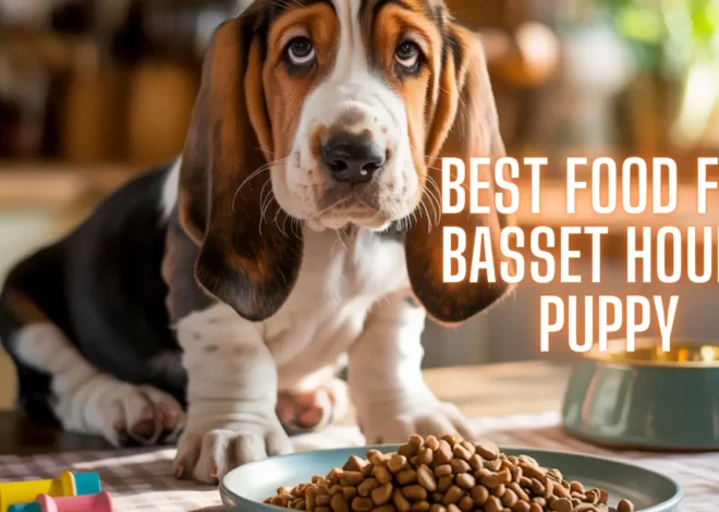 Best Food for Basset Hound Puppy: 2025 Nutrition Guide