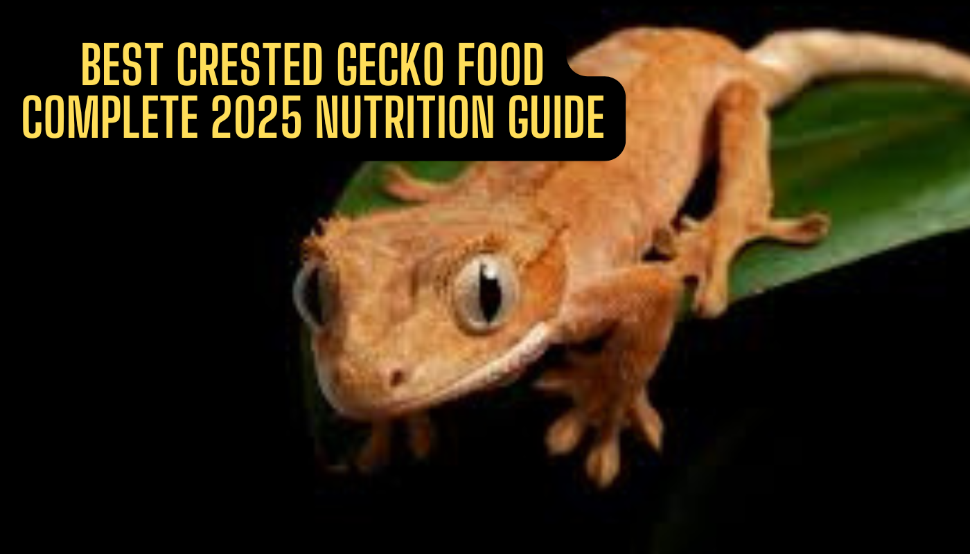 Best Crested Gecko Food: Complete 2025 Nutrition Guide