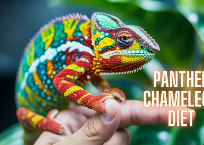 Panther Chameleon Diet: Complete 2025 Feeding Guide