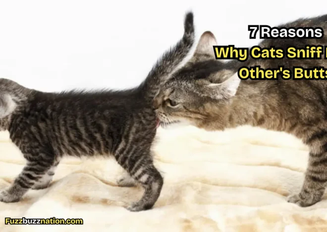 7 Reasons Why Cats Sniff Each Other’s Butts