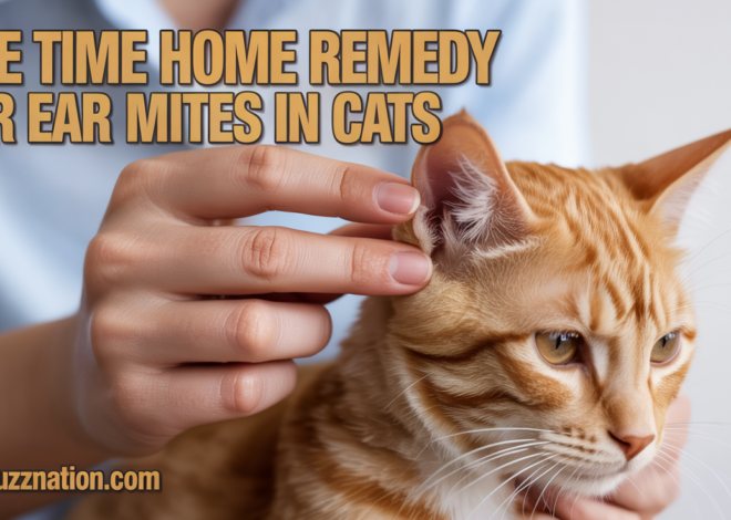 One Time Home Remedy for Ear Mites in Cats: The Truth