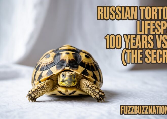 Russian Tortoise Lifespan: 100 Years vs 30 (The Secret)