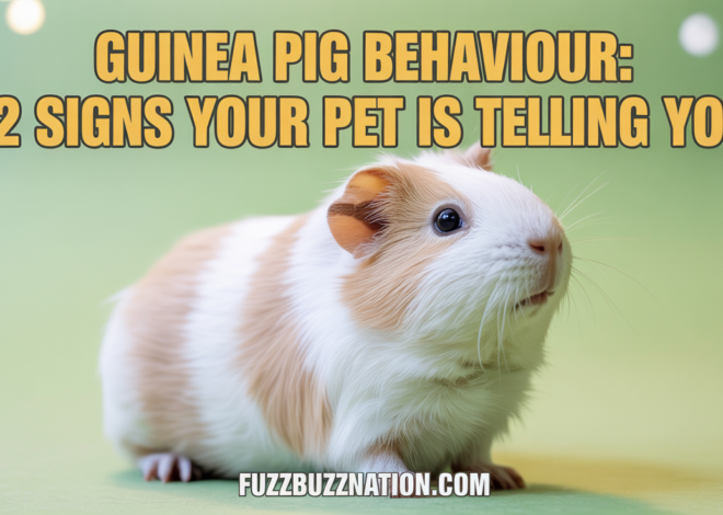 Guinea Pig Behaviour: 12 Signs Your Pet Is Telling You