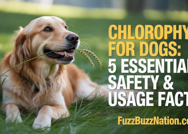 Chlorophyll for Dogs: 5 Essential Safety & Usage Facts
