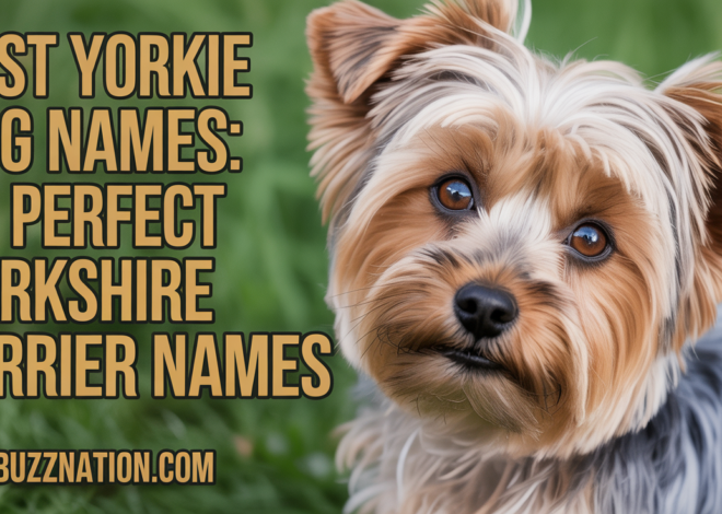 Best Yorkie Dog Names: 55 Perfect Yorkshire Terrier Names