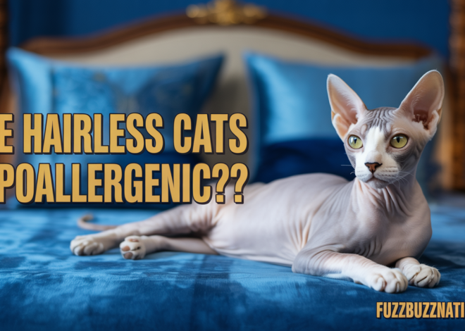 Are Hairless Cats Hypoallergenic? The Truth About Cat Allergies
