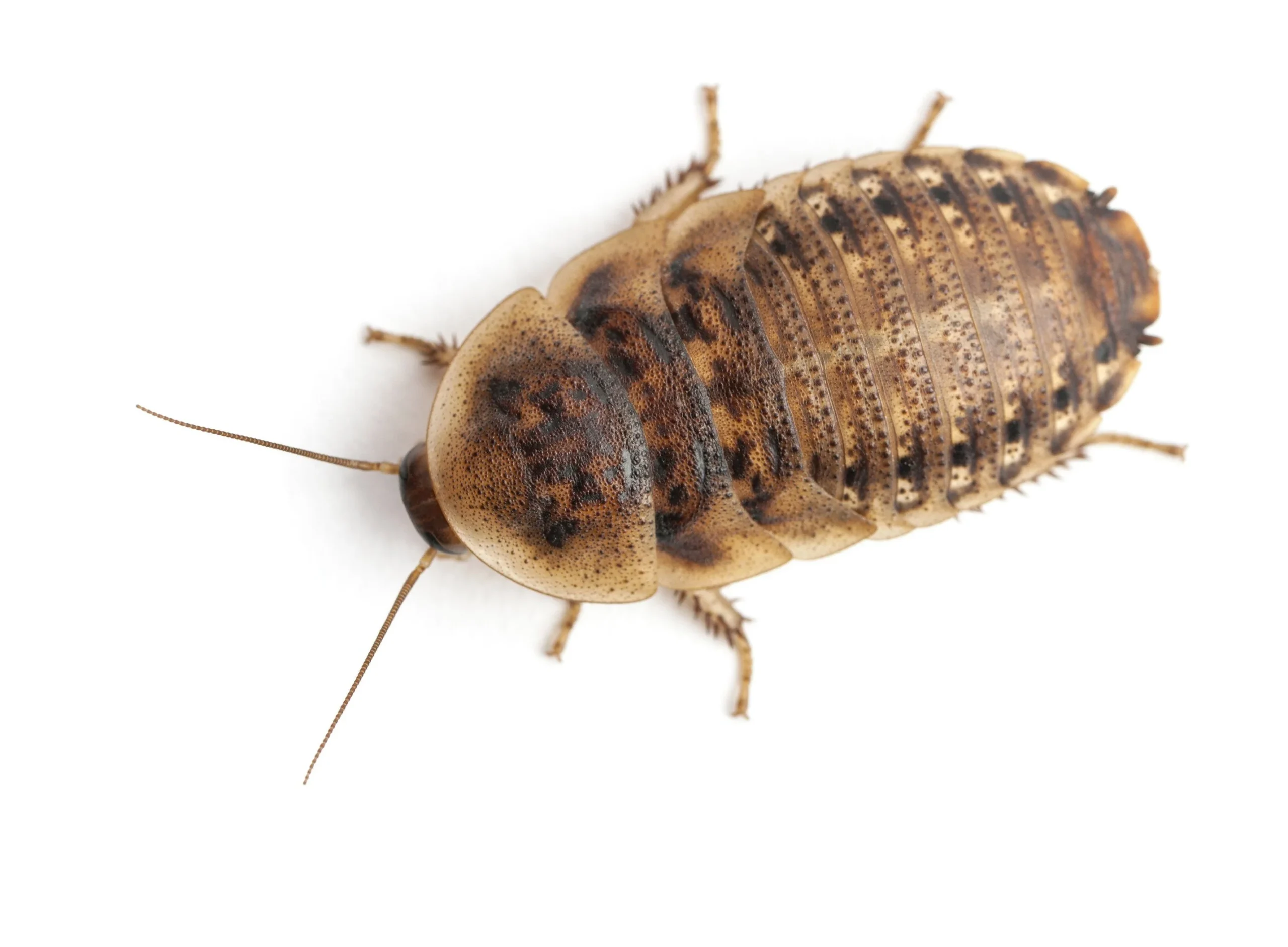 Dubia roach