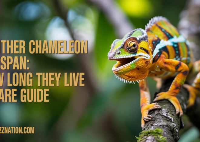 Panther Chameleon Lifespan: How Long They Live & Care Guide