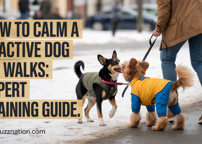 How to Calm a Reactive Dog on Walks: Expert Training Guide