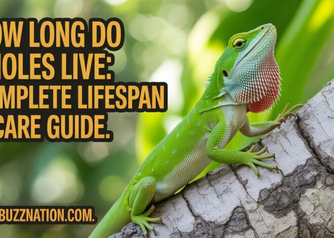 How Long Do Anoles Live: Complete Lifespan & Care Guide