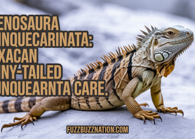Ctenosaura quinquecarinata: Oaxacan Spiny-Tailed Iguana Care