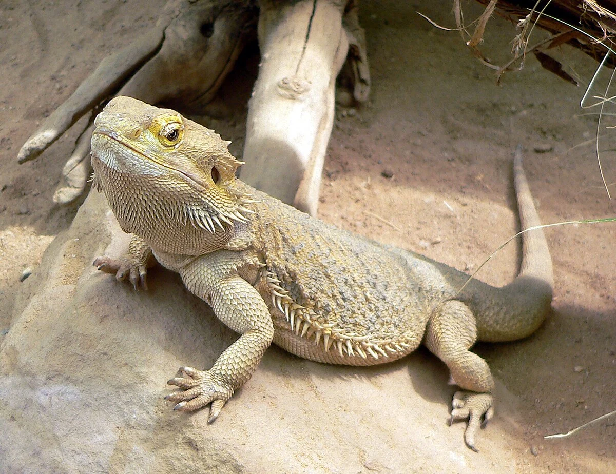 Bearded dragon lizard in alert posture on sandy ground with driftwood, displaying tan and yellow coloration, spiky beard scales under chin, robust body, strong clawed feet, and attentive posture characteristic of this popular Australian reptile pet