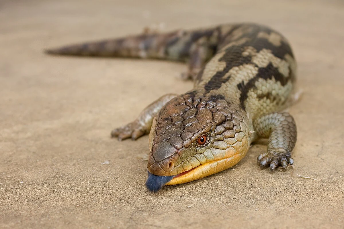 Blue-tongued skink lizard resting on sandy substrate with distinctive blue tongue extended, showing textured brown and tan scaled body, sturdy legs, orange eye, cream-colored belly scales, and characteristic robust build of this Australian reptile species