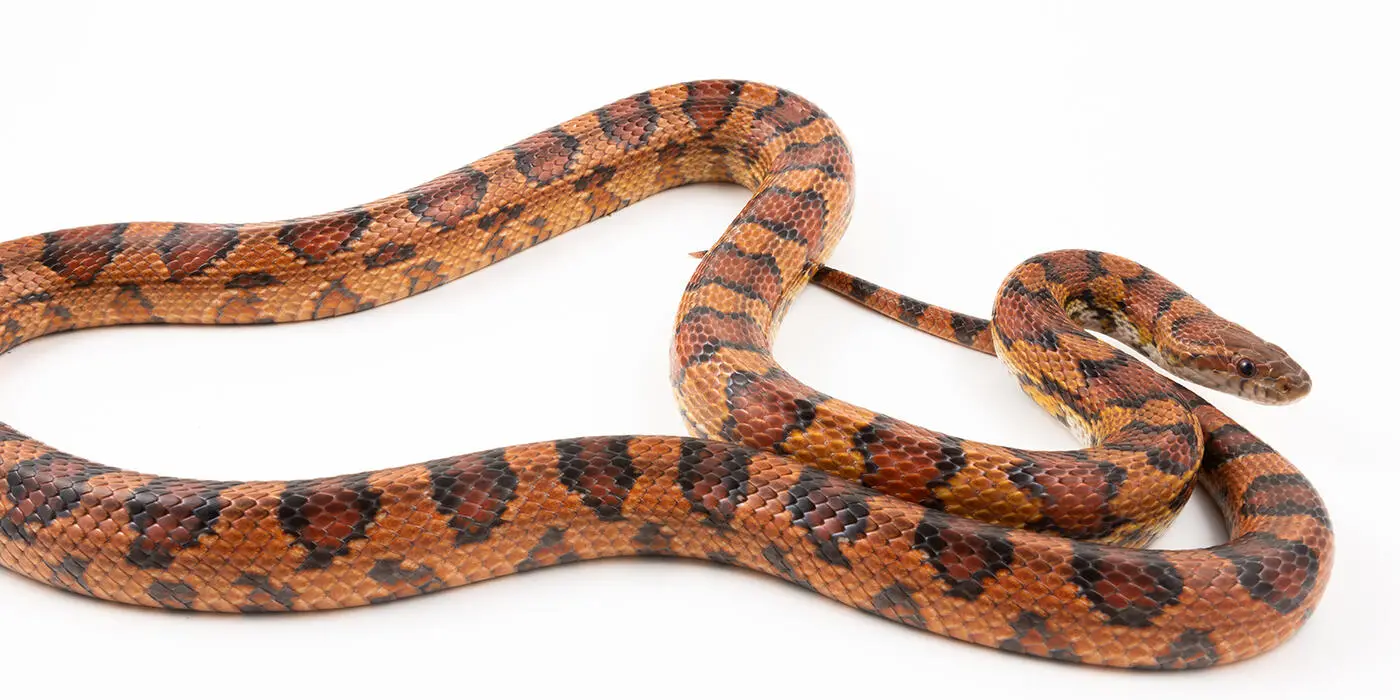 Corn snake with orange, rust, and black saddle-patterned scales coiled on white background, displaying the vibrant coloration and keeled scales typical of this popular pet snake species native to North America