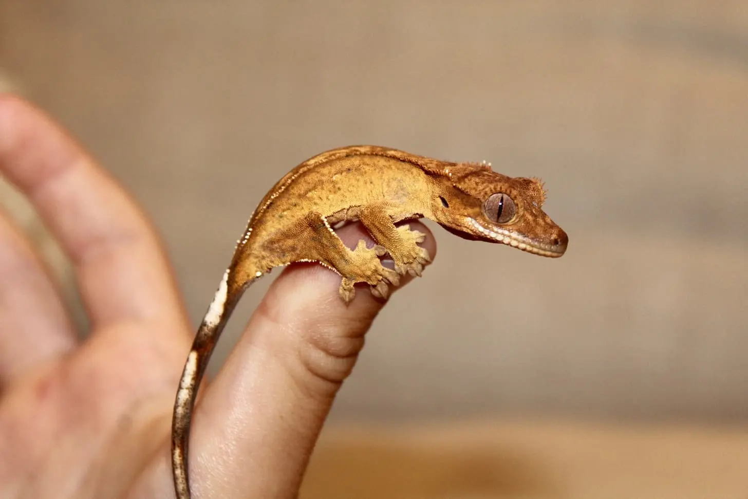 Crested gecko with golden-brown coloration being held gently on human finger, showing characteristic fringed crest along head and body, large eyes with vertical pupils, adhesive toe pads, and prehensile tail of this arboreal New Caledonian gecko species