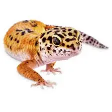 Leopard gecko on white background showing bright yellow body with black spots, distinctive white and black banded tail, smiling expression, pink feet with adhesive toe pads, and the chunky build characteristic of this docile desert gecko species