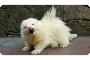 Adorable white cream-colored ferret with fluffy fur in mid-yawn or vocalization, mouth wide open showing pink tongue and gums, sitting on beige surface against stone wall background. The ferret's luxuriously soft coat is standing up in a fluffy halo effect, its tiny pink nose and dark eyes visible, small paws extended, displaying the endearing and expressive nature typical of domesticated ferrets as popular exotic pets known for their playful and curious personalities.
