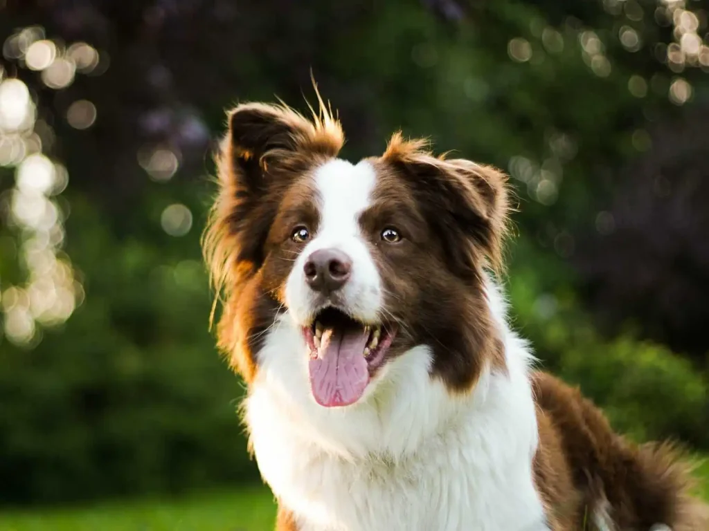 Happy red merle Australian Shepherd dog with distinctive brown and white coat, bright amber eyes, pink tongue out in joyful panting expression, fluffy feathered ears, and characteristic white blaze down center of face, photographed outdoors against blurred green natural background with beautiful bokeh lighting highlighting the dog's luxurious double coat and intelligent, friendly expression typical of this energetic herding breed