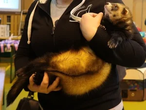 Sable ferret with distinctive dark brown guard hairs and golden-cream undercoat being held securely by owner wearing black clothing in indoor setting. The ferret displays the classic color pattern of this common ferret variety with dark mask on face, dark legs and tail, and warm golden-tan coloring across the body. The ferret appears relaxed and well-socialized in handling position, showcasing the bond between pet ferrets and their owners, with its elongated mustelid body, small rounded ears, and alert facial expression characteristic of these intelligent and social domesticated animals.