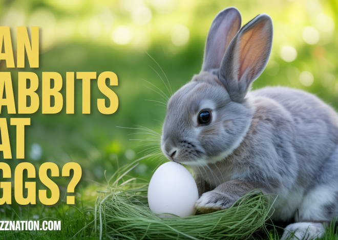 Can Rabbits Eat Eggs? What Every Owner Must Know