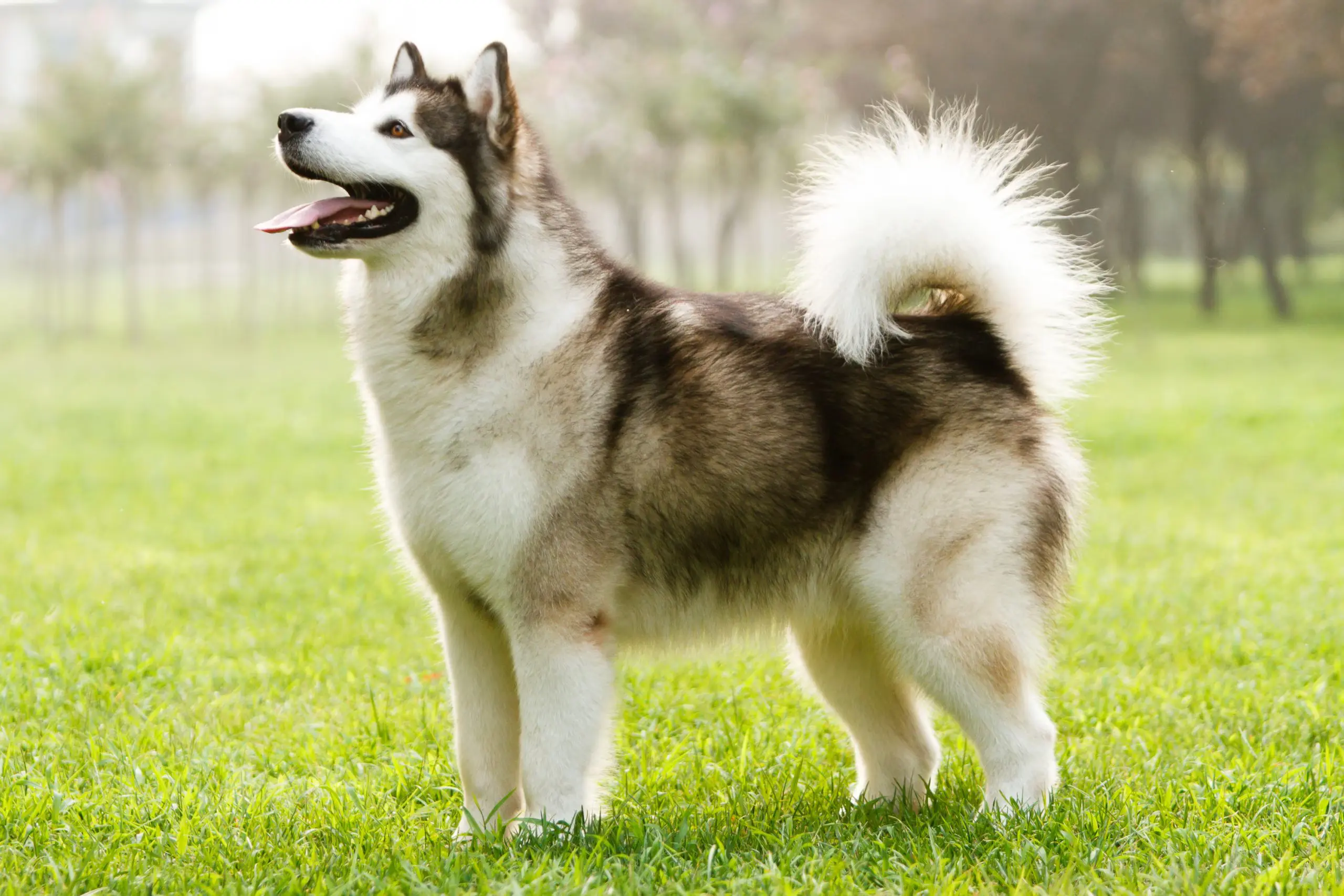 Alaskan Malamute standing in proud alert stance on lush green grass lawn with characteristic gray and white wolf-like coat markings, erect triangular ears, fluffy plumed tail curled over back, sturdy muscular build, black facial mask with white blaze, and mouth open in panting position, showcasing this powerful Arctic sled dog breed's distinctive physical features and noble bearing against soft-focused outdoor background