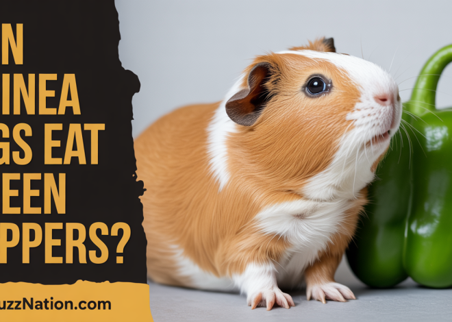 Can Guinea Pigs Eat Green Peppers? Daily Feeding Guide
