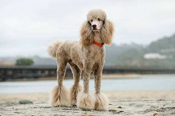 Elegant apricot Standard Poodle with professionally groomed continental clip standing on sandy beach with ocean and misty hills in background, wearing orange collar, displaying the breed's signature pompom leg styling, fluffy topknot and ear furnishings, long feathered tail, athletic build, and intelligent expression characteristic of this hypoallergenic non-shedding breed known for versatility in various dog sports and companionship