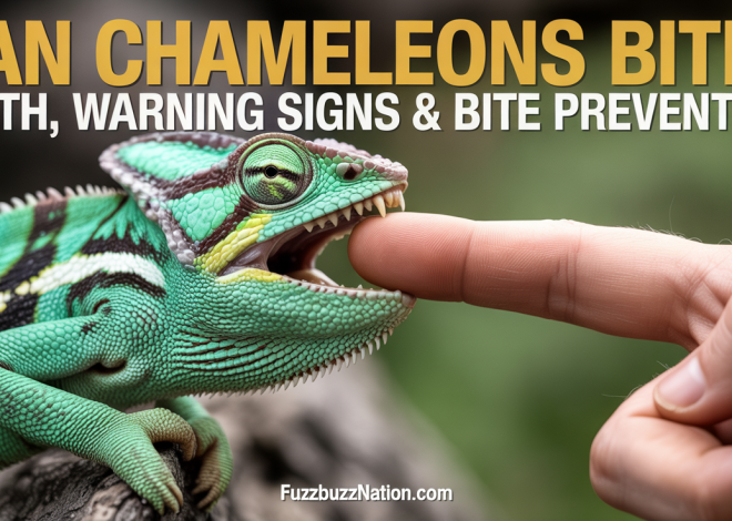 Can Chameleons Bite? Teeth, Warning Signs & Bite Prevention
