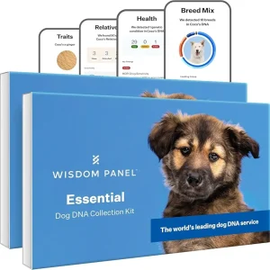 Wisdom Panel Essential Dog DNA Collection Kit featuring blue product packaging with adorable German Shepherd mix puppy and sample app interface screens showing genetic testing results including Traits section with ginger coat color analysis, Relatives finder showing close and extended family connections, Health screening displaying 29 clear genetic tests and 1 at-risk condition for MDR1 drug sensitivity, and Breed Mix results identifying 10 breeds in Coco's DNA with herding group classification. World's leading dog DNA service for breed identification and health screening.