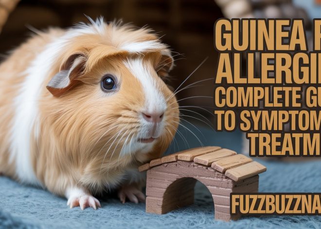 Guinea Pig Allergies: Complete Guide to Symptoms & Treatment