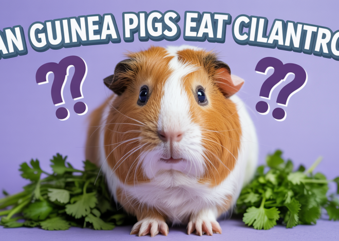 Can Guinea Pigs Eat Cilantro? Your Cavy Will Love This Herb