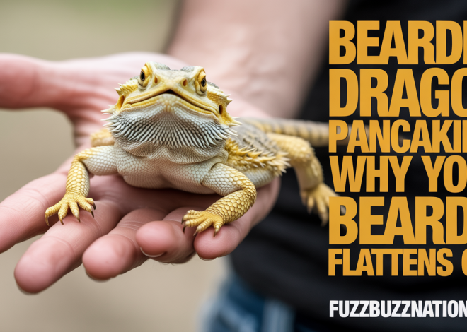 Bearded Dragon Pancaking: Why Your Beardie Flattens Out