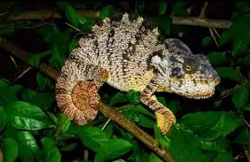 An Oustalet's chameleon displaying earth-tone coloration with mottled patterns of brown, tan, gray, and orange hues across its textured body. The chameleon is positioned among green foliage in what appears to be a natural nighttime setting. The reptile's skin shows the characteristic bumpy, granular texture typical of larger chameleon species.