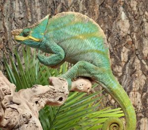 A large Parson's chameleon positioned on weathered driftwood against a textured tree bark background. The chameleon exhibits stunning turquoise-blue and yellow-green coloration with a massive, prominent casque (head crest) and distinctive rostral projections forming small horn-like bumps on its snout. The reptile's body shows the characteristic scaled texture, and green foliage is visible in the lower portion of the image. The chameleon's curled tail is prominently displayed.
