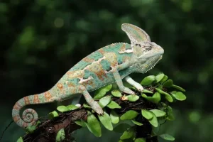 A veiled chameleon perched on a branch surrounded by small green leaves against a soft, blurred green background. The chameleon displays pale turquoise and cream coloring with rust-orange and brown banded markings along its body. Its most distinctive feature is the tall, sail-like casque (cranial crest) rising prominently from the top of its head. The chameleon's curled prehensile tail and textured, scaly skin are clearly visible, and the image captures the reptile in a natural side profile pose.